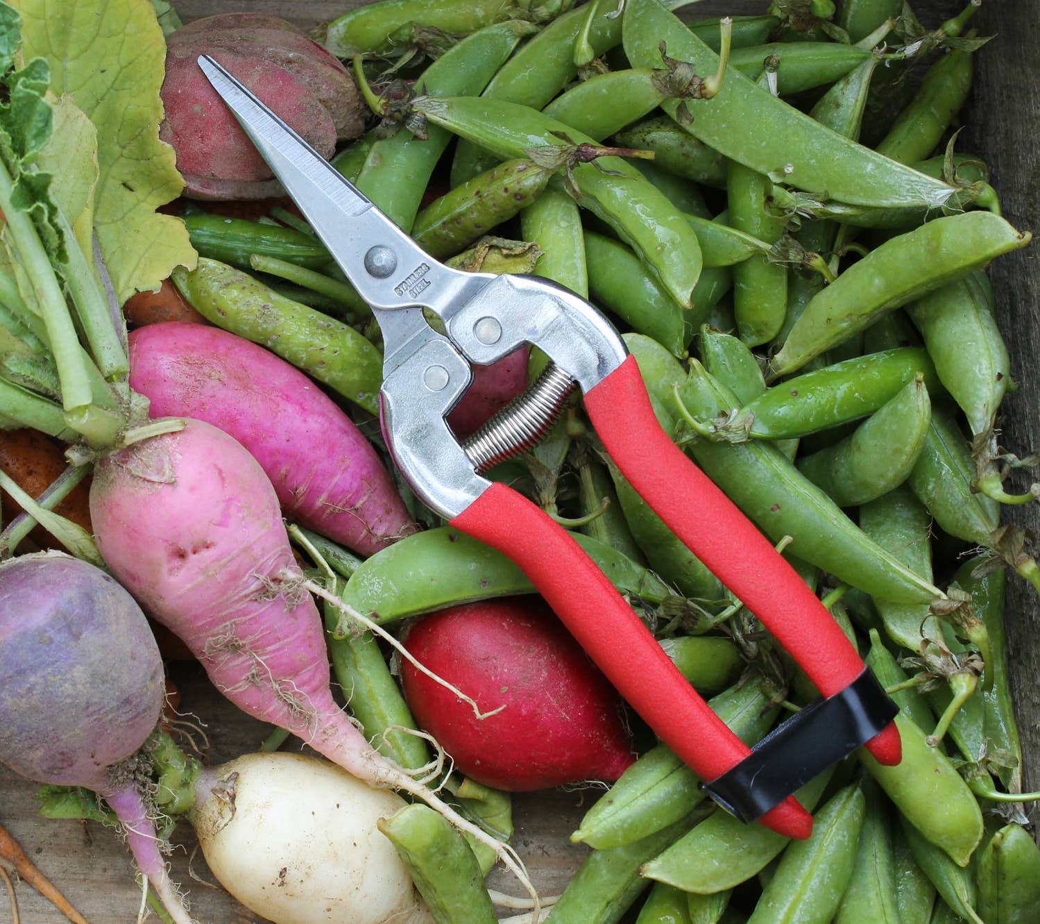 Garden Shears--Needle Nose: Garden of Paradise